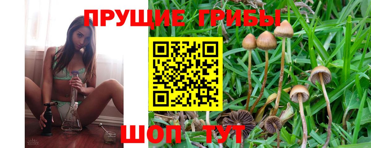Псилоцибиновые грибы Psilocybine cubensis Тверь